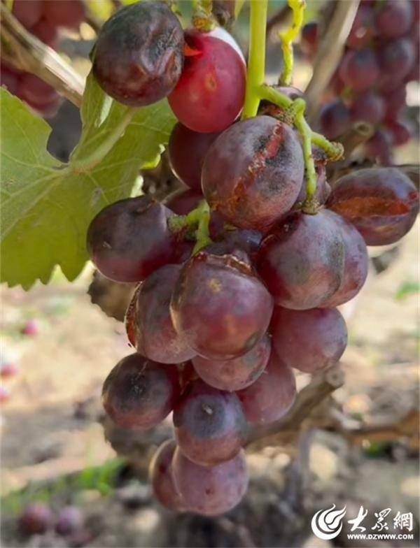 点金网 18万斤葡萄有销路了！龙口 “愁坏农户”的滞销葡萄变身“温暖全城”的甜果