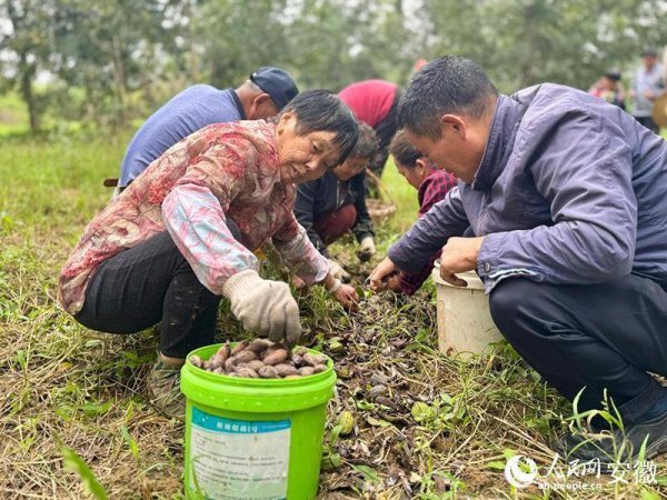 火配资 安徽全椒：一粒林间果，十年“金果果”